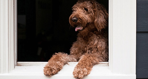 Nutritional Needs of Pregnant and Nursing Dogs-mob