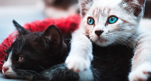 The Importance of Taurine in Kitten Foods-mob