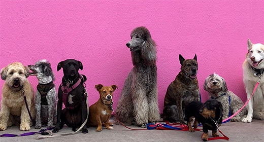  A Pet Parent’s Guide To The Best Antioxidants For Dogs