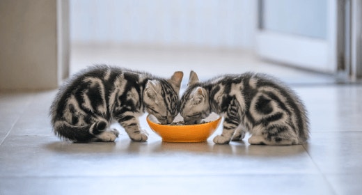 cat article detail banner mobile