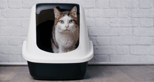 How to Keep Your Cat’s Urinary Tract in Tip-top Shape