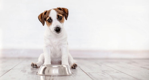 Why Ethoxyquin Is Important to Your Dog’s Health