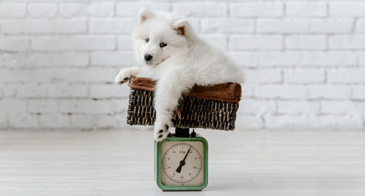 Dog Weight Management: Tips to Achieve an Ideal Weight for Dogs 