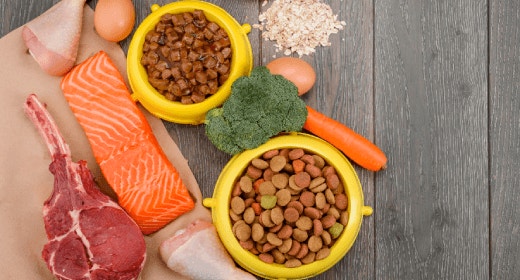 Cat Nutrition Food and Importance of Protein for Cat