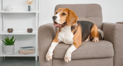 How to Manage Your Dog's Weight