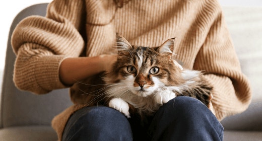 Chicken: The Complete Protein Source for Your Cat