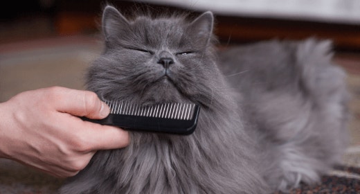 Healthy Cat Skin and Coat