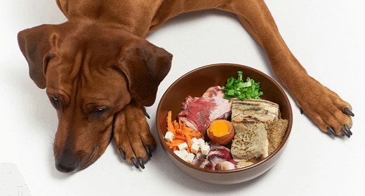 3 reasons why animal-based protein might be better for your dog​