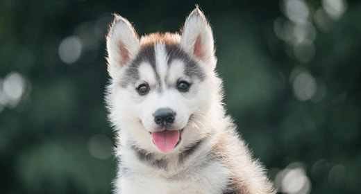 How to take care of a puppy