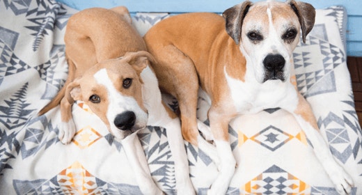 Medium Breed Mature or Senior Dog’s Nutritional Needs