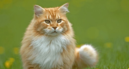 Why Nutrition in Cat Food Is Key for Shiny Coat