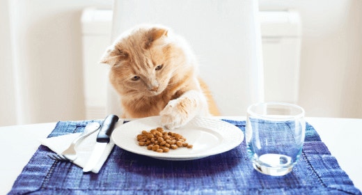 The Importance of Protein in a Cat’s Diet