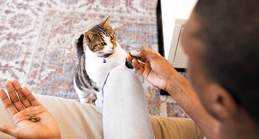 A Comprehensive Kitten Litter Training Guide