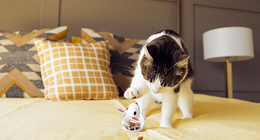 kitten constipation image