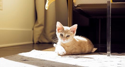 All About Kitten Fleas