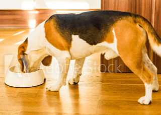 How Much to Feed a Dog on aWeight Management Program