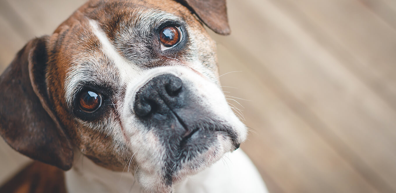 article is your mature dog eating less header