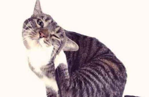 Skin redness and itchiness