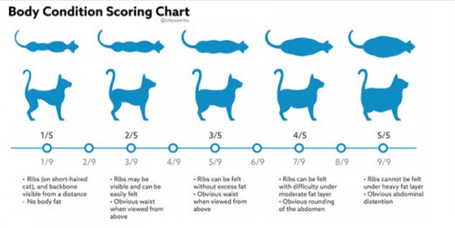 How Do I Know If My Cat Is Overweight?