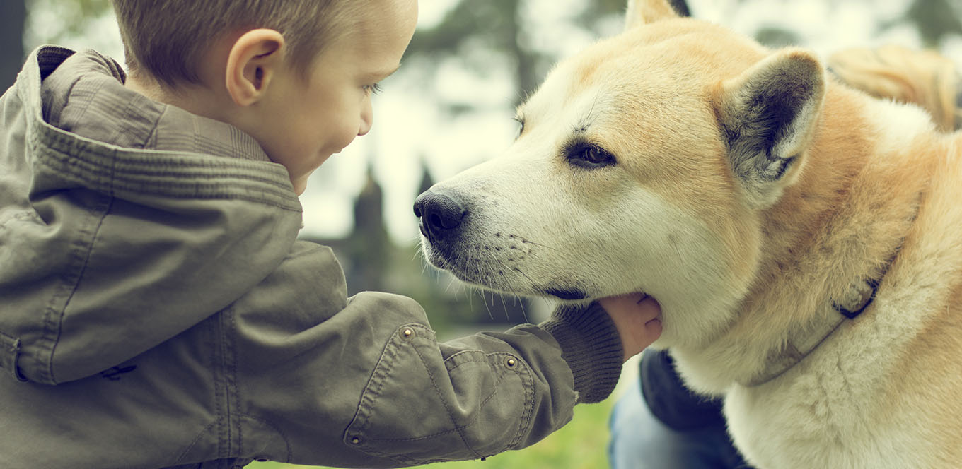 the importance of sodium in your dog s diet